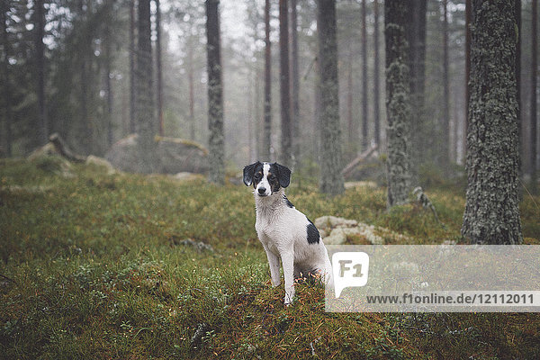 Porträt eines Hundes  der auf Gras gegen Bäume im Wald sitzt.