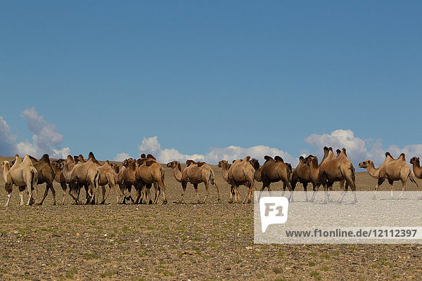 Herde baktrischer Kamele (camelus bactrianus) zu Fuss durch die Wüstenlandschaft  Khovd  Mongolei