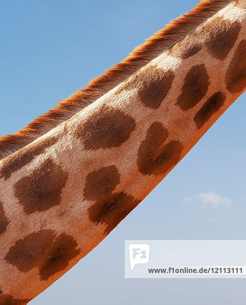 Schrägansicht des Giraffenhalses  Nairobi-Nationalpark  Nairobi  Kenia  Afrika