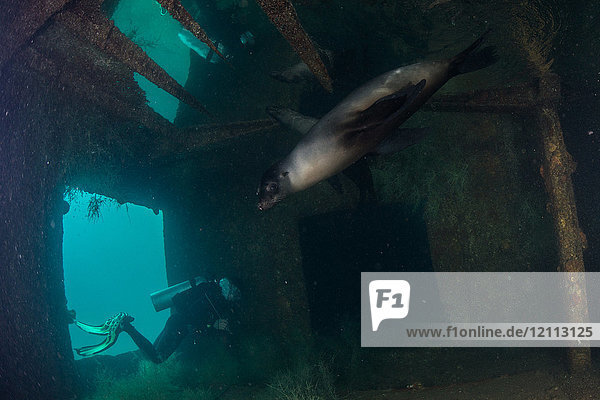 Diver and sea lion at site of sunken ship Fang Ming artificial reef  La Paz  Baja California Sur  Mexico