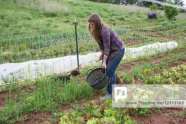 Woman tending to vegetables in vegetable garden