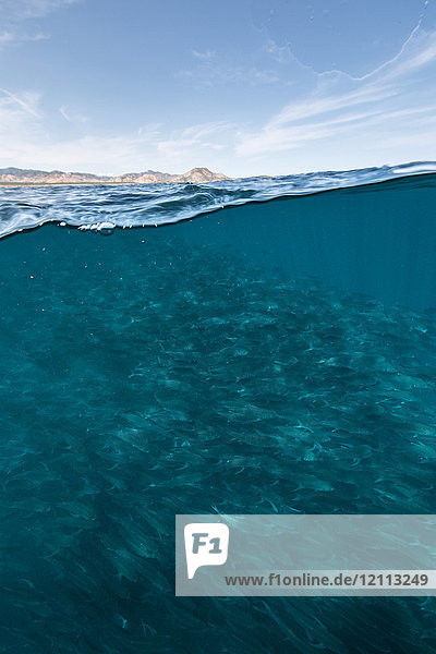 Unterwasser und Blick auf einen schwimmenden Schwarm von Jackfischen im blauen Meer  Baja California  Mexiko