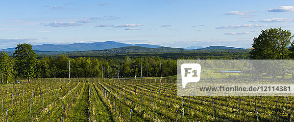 Anbaugebiet für Frontenac Gris und Noir Trauben für die Weinproduktion; Shefford  Quebec  Kanada