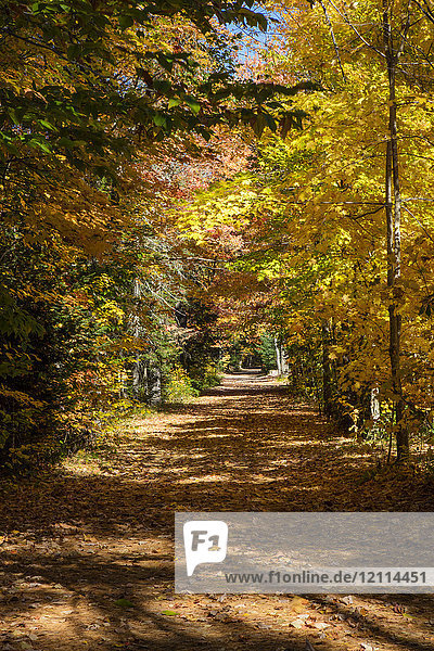 Eine mit herabgefallenen Blättern bedeckte Straße und Bäume mit herbstlich gefärbtem Laub säumen die Straße  White Mountains National Forest; Albany  New Hampshire  Vereinigte Staaten von Amerika