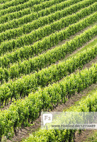 Grafische Darstellung der Reihen von grünen Weinstöcken in einem Weinberg; Vineland  Ontario  Kanada