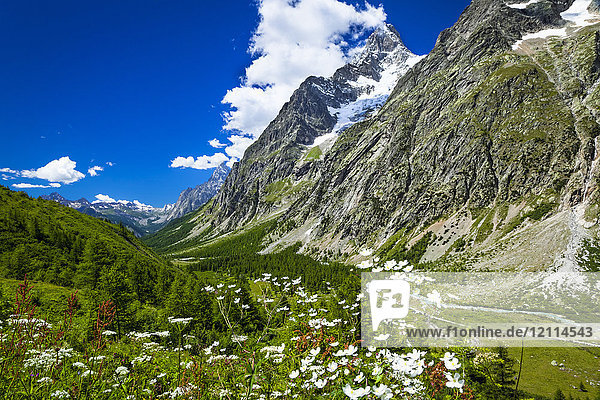Wildblumen im italienischen Val Ferret  Grand Jorasses und Mont-Blanc-Massiv im Hintergrund  Alpen; La Vachey  Aostatal  Italien