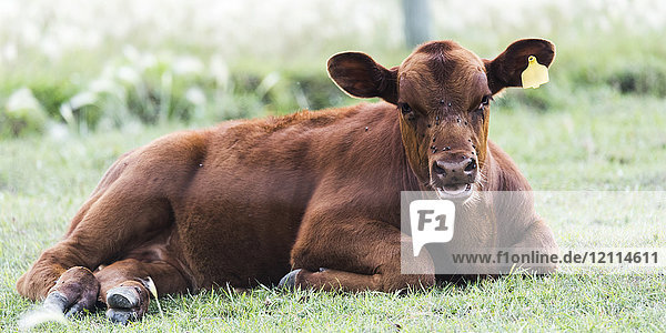 Eine braune Kuh mit gelber Ohrmarke liegt im Gras und schaut in die Kamera; Manitoba  Kanada