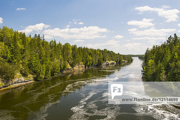 Ein ruhiger Fluss schlängelt sich an einem schönen Sommertag durch einen Kiefernwald; Campbellford  Ontario  Kanada
