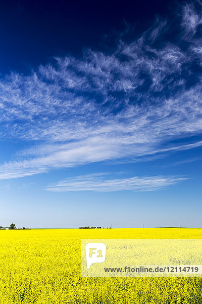 Blühendes Rapsfeld mit blauem Himmel und dramatischen weißen Wolken; Beiseker  Alberta  Kanada