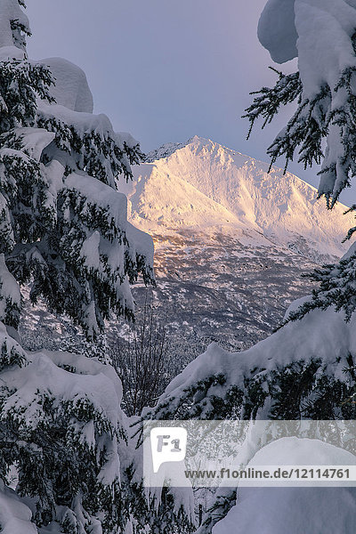 Sonnenlicht beleuchtet einen schneebedeckten Berg mit immergrünen  schneebeladenen Zweigen  Kenai-Halbinsel  Süd-Zentral-Alaska; Moose Pass  Alaska  Vereinigte Staaten von Amerika