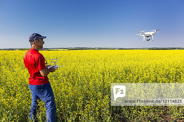 Mann fliegt mit einer Drohne über ein blühendes Rapsfeld  nördlich von Sylvan Lake; Alberta  Kanada