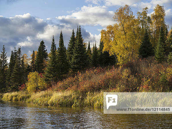 Herbstfarbenes Laub an den Bäumen und Pflanzen am Ufer des Lake of the Woods; Lake of the Woods  Ontario  Kanada