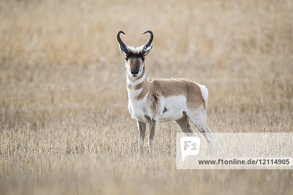 Pronghorn-Antilope (Antilocapra americana) in der Prärie  in einem braunen Grasfeld stehend und in die Kamera blickend; Saskatchewan  Kanada