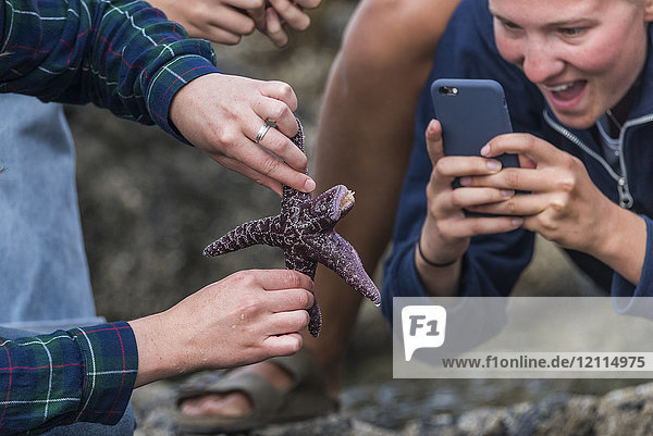 Eine Familie betrachtet aufgeregt einen Seestern  während jemand ein Foto von der Unterseite macht; Tofino  British Columbia  Kanada