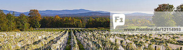 Weinberg mit Reihen von Frontenac Gris- und Frontenac Noir-Trauben  die bei Sonnenuntergang in ein Schutztuch gehüllt sind; Shefford  Quebec  Kanada