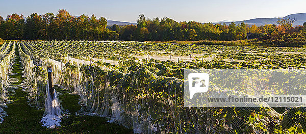 Weinberg mit Reihen von Frontenac Gris- und Frontenac Noir-Trauben  die bei Sonnenuntergang in ein Schutztuch gehüllt sind; Shefford  Quebec  Kanada