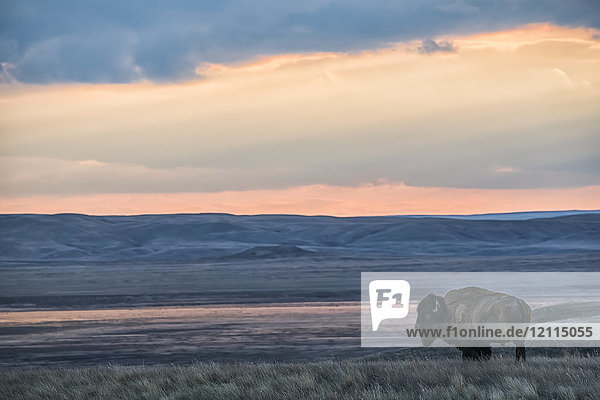 Bison (bison bison) grazing at sunset Grasslands National Park; Saskatchewan Canada