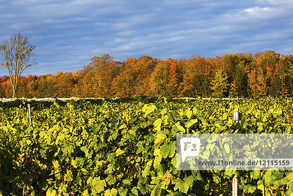 Weinberg mit Frontenac Noir-Rebstöcken mit herbstlich gefärbtem Wald im Hintergrund; Shefford  Quebec  Kanada