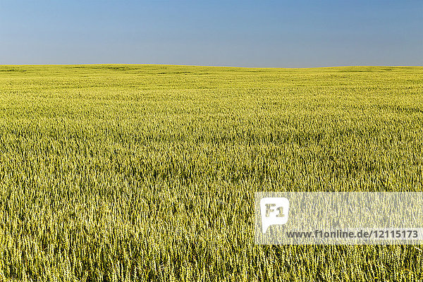 Ein unreifes grünes Weizenfeld mit blauem Himmel  östlich von Calgary; Alberta  Kanada