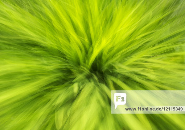 Abstraktes Bild von sich bewegenden hellgrünen Gräsern  die grünen Lichtstreifen ähneln