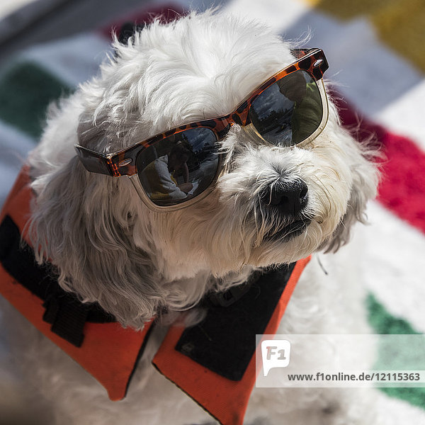 Porträt eines Hundes  der eine Sonnenbrille und eine Schwimmweste trägt und in die Kamera blickt; Lake of the Woods  Ontario  Kanada