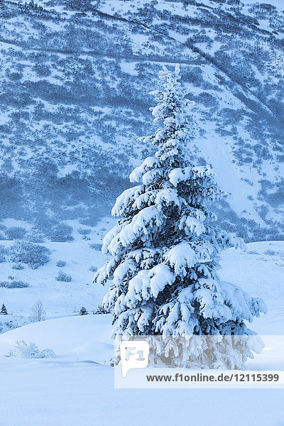 Eine einzelne  mit Neuschnee bedeckte Fichte steht vor einem mit weißem Schnee bedeckten Berghang  Turnagain Pass  Kenai-Halbinsel  Süd-Zentral-Alaska; Alaska  Vereinigte Staaten von Amerika