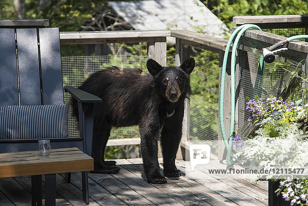 Ein Schwarzbärenjunges (Ursus americanus) steht auf einem Wohndeck und schaut in die Kamera; Lake of the Woods,  Ontario,  Kanada