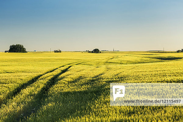 Ein unreifes grünes Weizenfeld bei Sonnenaufgang mit blauem Himmel  westlich von Calgary; Alberta  Kanada