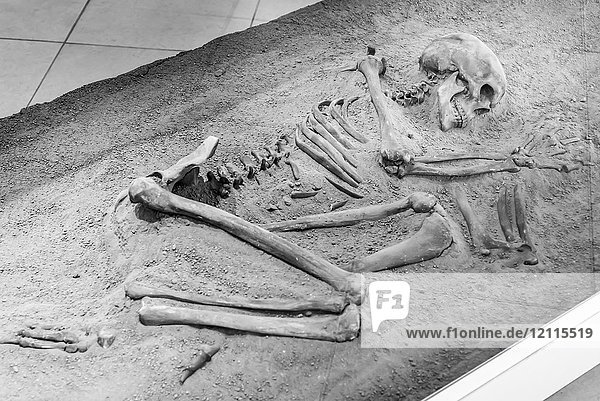 Ein Skelett mit menschlichen Überresten in Lepenski Vir  einer archäologischen Stätte aus dem Mesolithikum; Serbien