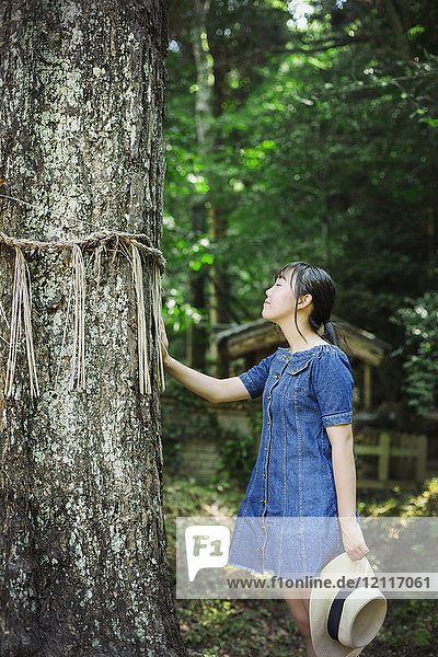 Young woman wearing blue dress touching shimenawa ropes on tree at Shinto Sakurai Shrine  Fukuoka  Japan.