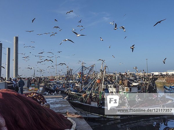 Viele Möwen (Laridae) im Hafen mit Fischerbooten  Essaouira  Marokko  Afrika