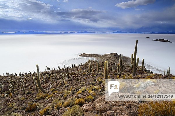 Cacti (Echinopsis atacamensis) on the island of Isla Pescado in the salt lake  Salar de Uyuni  Uyuni  Potosi  Bolivia  South America
