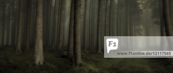 Dunkler Nebel  Fichtenwald  Unterallgäu  Bayern  Deutschland  Europa