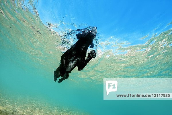 Schwarzer Hund schwimmt auf der Wasseroberfläche  Rotes Meer  Dahab  Ägypten  Afrika