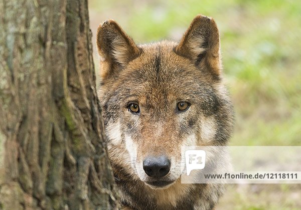 Grauwolf (Canis lupus) hinter Baumstamm  Porträt  in Gefangenschaft  Deutschland  Europa