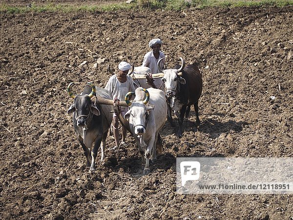 A farmer uses cattle and a plough made of wood for traditional agriculture on a field  Ranakpur  Rajasthan  India  Asia