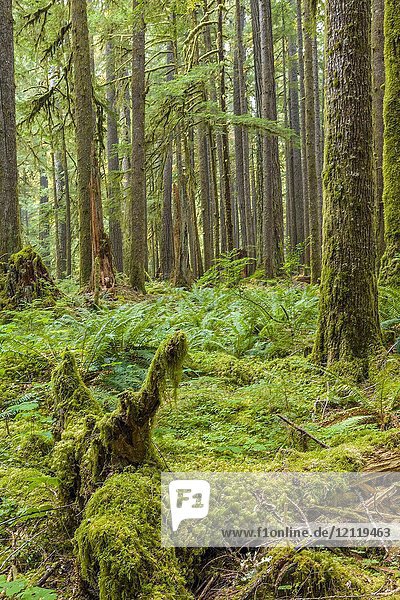 Ancient Groves Nature Trail durch einen alten Wald im Sol Duc-Abschnitt des Olympic National Park in Washington  Vereinigte Staaten.