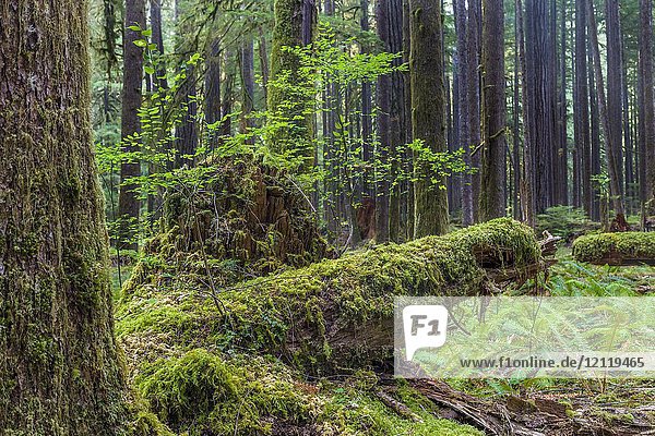 Ancient Groves Nature Trail durch einen alten Wald im Sol Duc-Abschnitt des Olympic National Park in Washington,  Vereinigte Staaten.