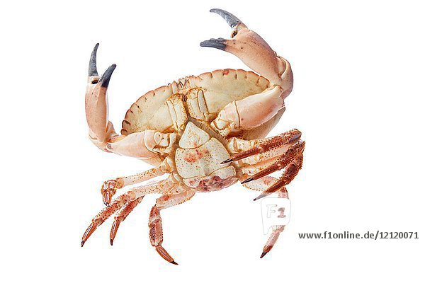 Crab