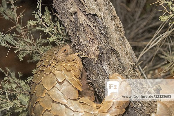 Africa  Southern Africa  South African Republic  Kalahari Desert  Ground pangolin or Temminck's pangolin or the Cape pangolin (Smutsia temminckii)