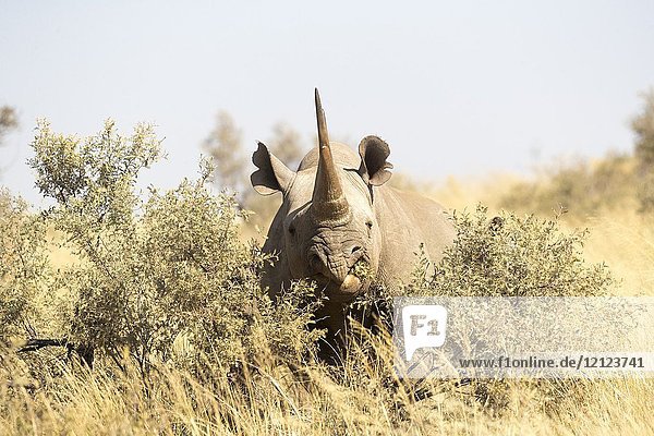 Africa  Southern Africa  South African Republic  Kalahari Desert  Black rhinoceros or hook-lipped rhinoceros (Diceros bicornis)  adult female  3O years old.