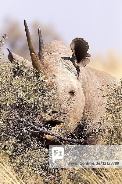 Africa,  Southern Africa,  South African Republic,  Kalahari Desert,  Black rhinoceros or hook-lipped rhinoceros (Diceros bicornis),  adult female,  3O years old.