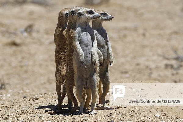 Standing meerkats (Suricata suricatta)  on guard  Kgalagadi Transfrontier Park  Northern Cape  South Africa  Africa.