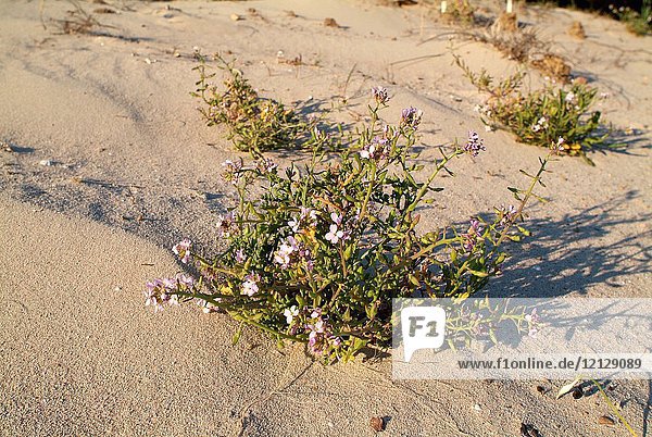 European searocket (Cakile maritima) is a succulent annual plant taht lives in coastlines of Europa  North Africa and West Asia. This photo was taken in Cap de Creus  Girona  Catalonia  Spain.