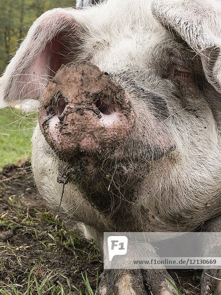 Close up of Pig  Transylvania  Romania