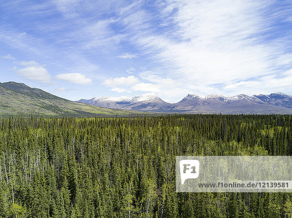 Scenic view of trees near mountain