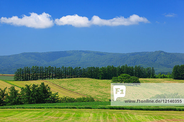 Landfeld  Hokkaido  Japan
