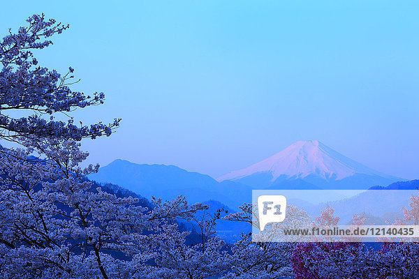 Berg Fuji und Kirschblüten  Präfektur Yamanashi  Japan