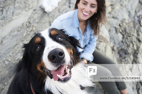 Happy bernese mountain dog looking at camera  his owner smiles next to him