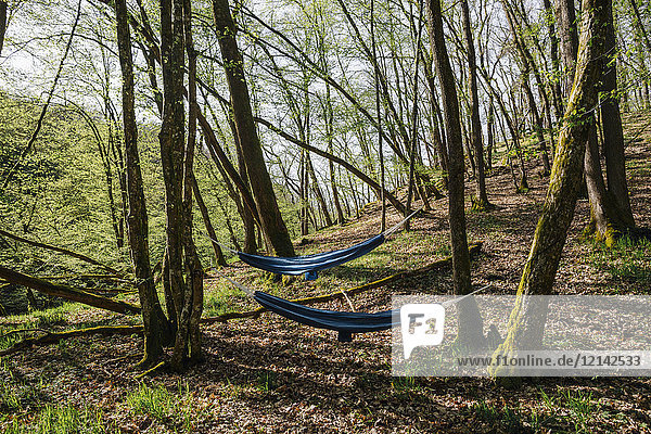 Germany  Rhineland-Palatinate  Vulkan Eifel  hammocks between trees in forest